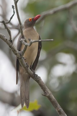 Red-billed Oxpecker - Roodsnavelossenpikker - Piqueboeuf  bec rouge