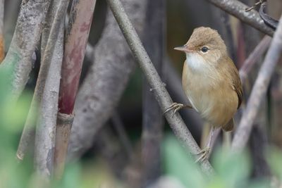 Common Reed Warbler - Kleine Karekiet - Rousserolle effarvatte