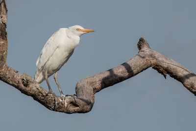 Western Cattle Egret - Koereiger - Hron garde-boeufs