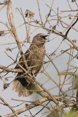 Hartlaub's Babbler - Zuidelijke Witstuitbabbelaar - Cratrope de Hartlaub