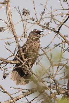 Hartlaub's Babbler - Zuidelijke Witstuitbabbelaar - Cratrope de Hartlaub