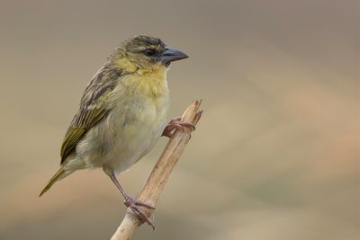 Kilombero Weaver - Kilomberowever - Tisserin de Burnier (m)