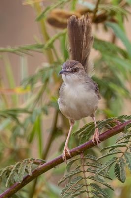 Kilombero Cisticola - Kilomberograszanger - Cisticole des Baker