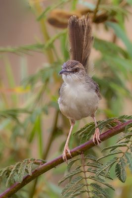 Kilombero Cisticola - Kilomberograszanger - Cisticole des Baker