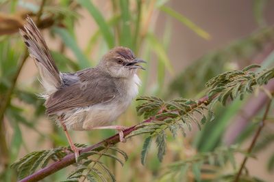 Kilombero Cisticola - Kilomberograszanger - Cisticole des Baker