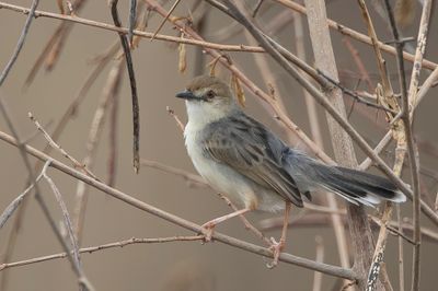White-tailed Cisticola - Witstaartgraszanger - Cisticole d'Andersen