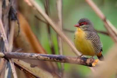 Orange-breasted Waxbill - Goudbuikje - Bengali zbr (imm m)
