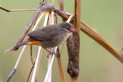 Orange-breasted Waxbill - Goudbuikje - Bengali zbr