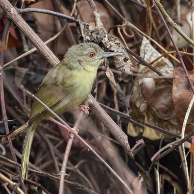 Kretschmer's Longbill - Kretschmers Langsnavelzanger - Nasique de Kretschmer