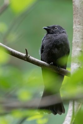 Square-tailed Drongo - Rechtstaartdrongo - Drongo de Ludwig