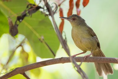 Kretschmer's Longbill - Kretschmers Langsnavelzanger - Nasique de Kretschmer
