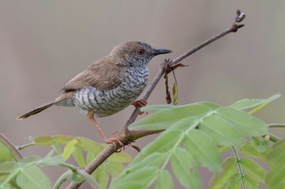 Stierling's Wren-Warbler - Kleine Savannezanger - Camaroptre de Stierling