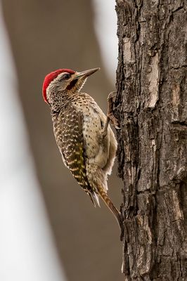 Speckle-throated Woodpecker - Reichenows Specht - Pic de Reichenow (m)