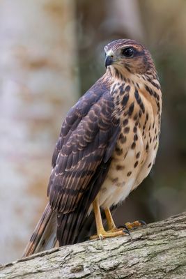 African Goshawk - Afrikaanse Havik - Autour tachiro (j)