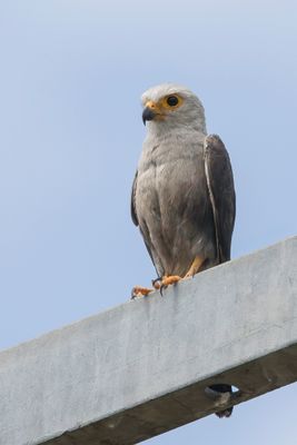 Dickinson's Kestrel - Dickinsons Torenvalk - Faucon de Dickinson