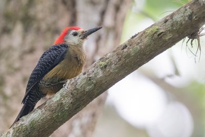 Jamaican Woodpecker - Jamaicaspecht - Pic de la Jamaïque (m)