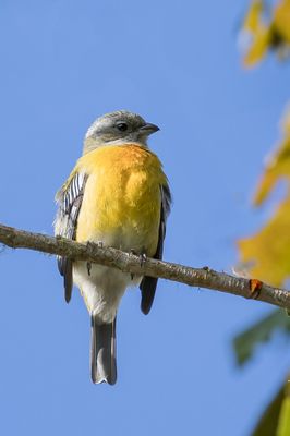 Jamaican Spindalis - Jamaicaanse Spindalis - Zéna de la Jamaïque (f)
