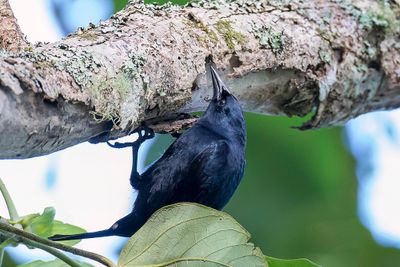 Jamaican Blackbird - Jamaicaanse Troepiaal - Carouge de la Jamaque