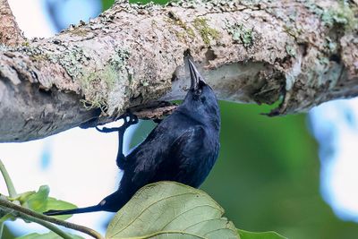 Jamaican Blackbird - Jamaicaanse Troepiaal - Carouge de la Jamaïque