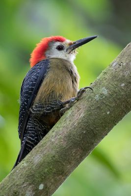 Jamaican Woodpecker - Jamaicaspecht - Pic de la Jamaïque (m)