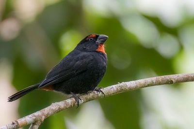 Greater Antillean Bullfinch - Bahamadikbekje - Sporophile petit-coq