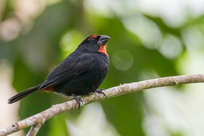 Greater Antillean Bullfinch - Bahamadikbekje - Sporophile petit-coq