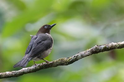 White-eyed Thrush - Witooglijster - Merle aux yeux blancs