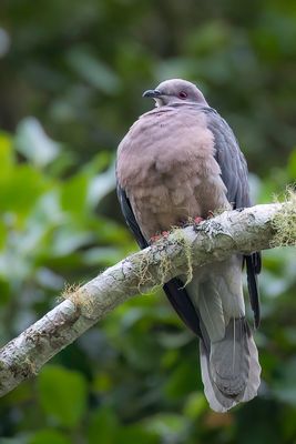 Ring-tailed Pigeon - Jamaicaduif - Pigeon de la Jamaque