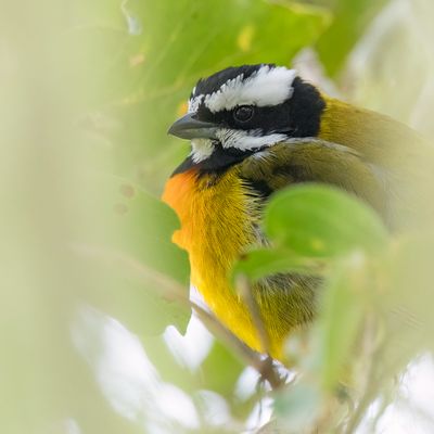 Jamaican Spindalis - Jamaicaanse Spindalis - Zéna de la Jamaïque (m)