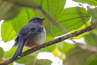 Rufous-throated Solitaire - Roodkeelsolitaire - Solitaire siffleur
