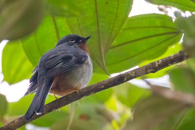 Rufous-throated Solitaire - Roodkeelsolitaire - Solitaire siffleur