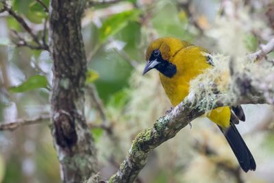 Jamaican Oriole - Witvleugeltroepiaal - Oriole de la Jamaïque