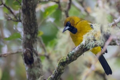 Jamaican Oriole - Witvleugeltroepiaal - Oriole de la Jamaïque