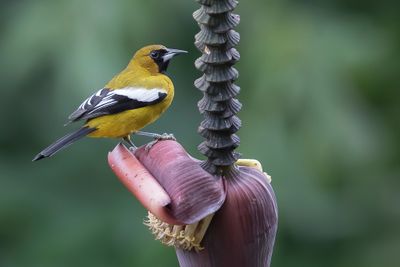 Jamaican Oriole - Witvleugeltroepiaal - Oriole de la Jamaïque