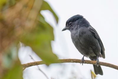 Jamaican Becard - Jamaicaanse Bekarde - Bcarde de la Jamaque (m)