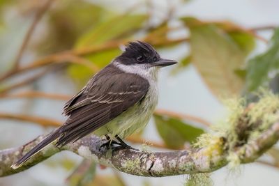 Loggerhead Kingbird - Bahamakoningstiran - Tyran tte-police