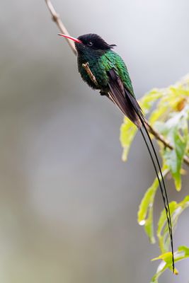 Red-billed Streamertail - Wimpelstaartkolibrie - Colibri  tte noire (m)