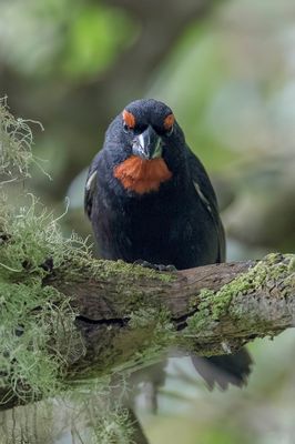 Greater Antillean Bullfinch - Bahamadikbekje - Sporophile petit-coq