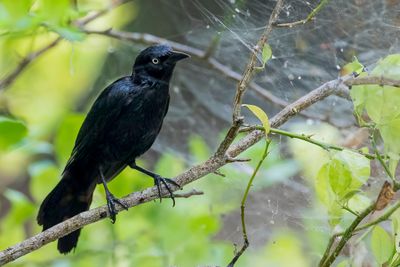 Greater Antillean Grackle - Antilliaanse Troepiaal - Quiscale noir