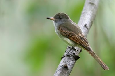 Rufous-tailed Flycatcher - Oranjestaarttiran - Tyran à queue rousse