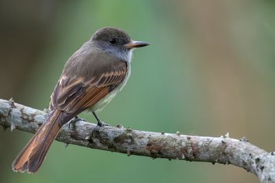 Rufous-tailed Flycatcher - Oranjestaarttiran - Tyran à queue rousse
