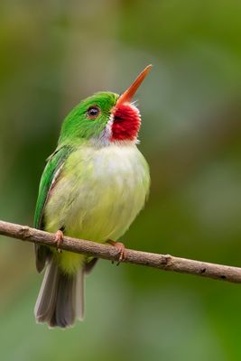 Jamaican Tody - Jamaicaanse Todie - Todier de la Jamaïque