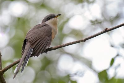 Mangrove Cuckoo - Mangrovekoekoek - Coulicou manioc