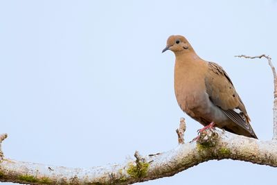 Zenaida Dove - Antilliaanse Treurduif - Tourterelle  queue carre