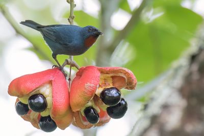 Orangequit - Jamaicaanse Suikervogel - Pique-orange de la Jamaïque (m)