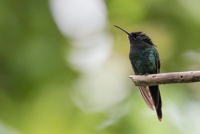 Black-billed Streamertail - Oostelijke Wimpelstaartkolibrie - Colibri à bec noir (m)
