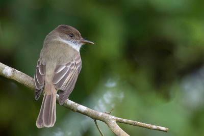 Sad Flycatcher - Jamaicatiran - Tyran triste
