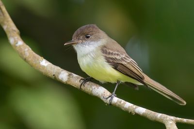 Sad Flycatcher - Jamaicatiran - Tyran triste