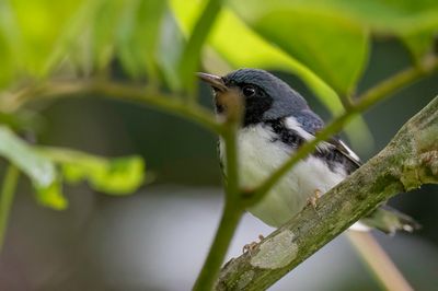 Black-throated Blue Warbler - Blauwe Zwartkeelzanger - Paruline bleue