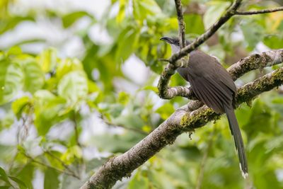 Chestnut-bellied Cuckoo - Regenkoekoek - Piaye de pluie
